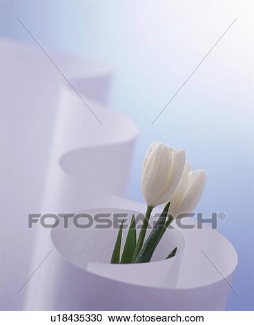 Stock Image - White tulips in paper. Fotosearch