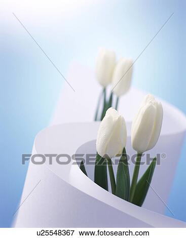 Stock Photo - White tulips in paper. Fotosearch