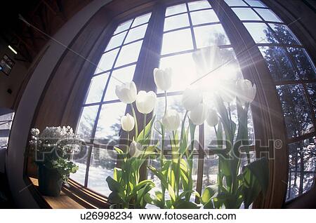 Picture - White tulips on a windowsill. Fotosearch