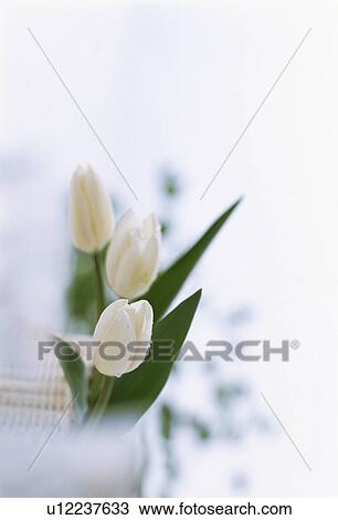 Stock Image - White tulips. Fotosearch