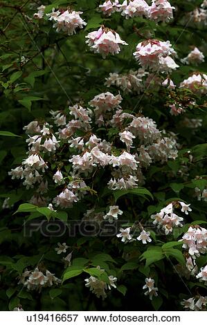 White Weigela View Large Photo Image Stock Photo - White Weigela. Fotosearch