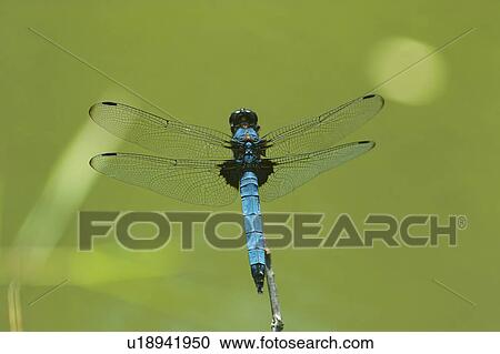 Stock Image - Widow Skimmer dragonfly (Libellula luctuosa burmeister). Fotosearch