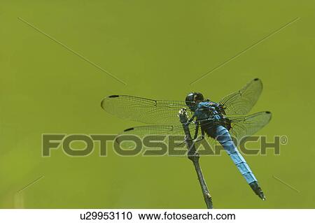 Stock Image - Widow Skimmer dragonfly (Libellula luctuosa burmeister). Fotosearch