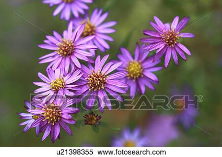 Wild purple chrysanthemum View Large Photo Image Stock Photography - Wild purple chrysanthemum. Fotosearch
