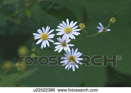 Wild white chrysanthemum View Large Photo Image Stock Photograph - Wild white chrysanthemum. Fotosearch