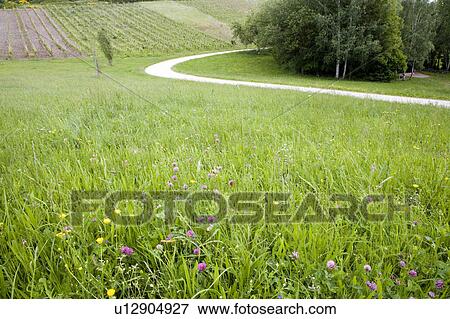 Wildflowers and a path leading to a vineyard, Moselle, Germany View Large Photo Image Stock Photo - Wildflowers and a path leading to a vineyard, Moselle, Germany. Fotosearch