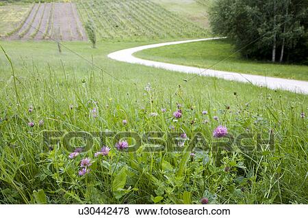 Stock Photo - Wildflowers and a path leading to a vineyard, Moselle, Germany. Fotosearch