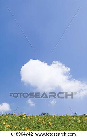 Stock Image - Wildflowers in meadow, Kirigamine Plateau, Suwa, Nagano Prefecture, Japan. Fotosearch