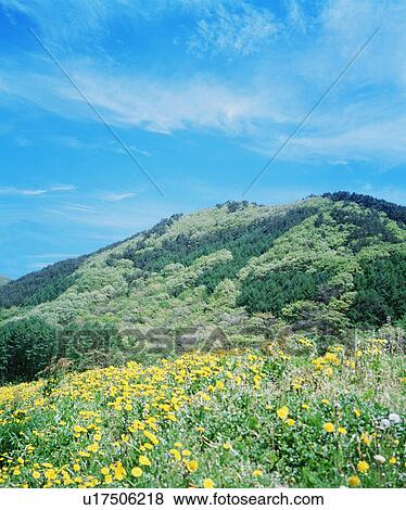 Stock Photo - Wildflowers in mountain meadow. Fotosearch