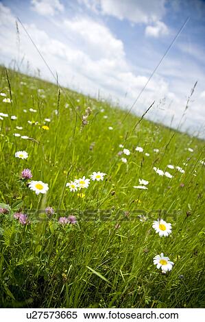 Stock Photography - Wildflowers on a hillside, Moselle, Germany. Fotosearch