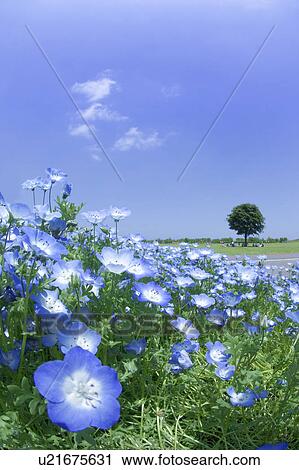 Stock Image - Wildflowers. Fotosearch