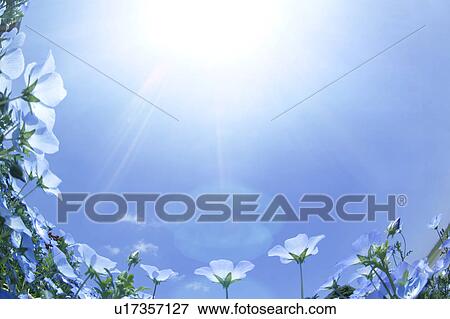 Wildflowers View Large Photo Image Stock Photo - Wildflowers. Fotosearch
