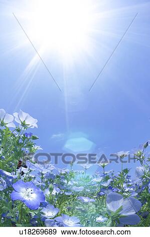 Wildflowers View Large Photo Image Stock Photo - Wildflowers. Fotosearch