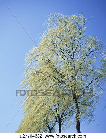 Willow tree. Tochigi Prefecture, Japan View Large Photo Image Stock Image - Willow tree. Tochigi Prefecture, Japan. Fotosearch