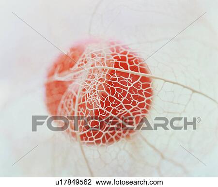 Winter cherry View Large Photo Image Stock Image - Winter cherry. Fotosearch