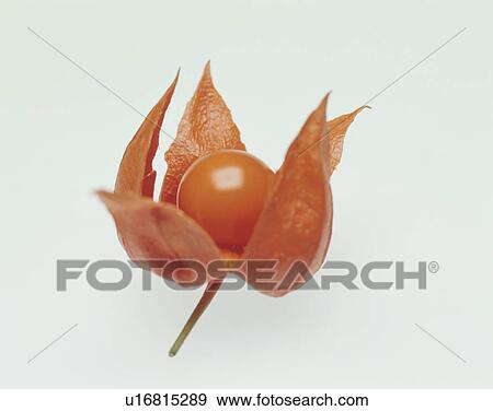 Stock Photo - Winter cherry. Fotosearch