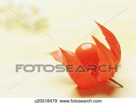 Stock Photo - Winter cherry. Fotosearch