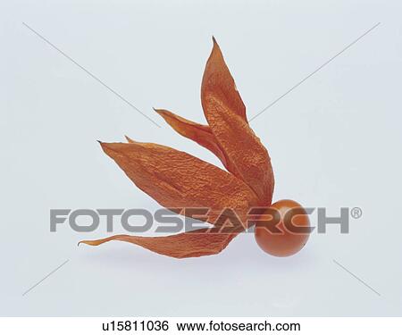 Winter cherry View Large Photo Image Stock Photograph - Winter cherry. Fotosearch