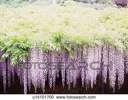 Wisteria View Large Photo Image Stock Image - Wisteria. Fotosearch