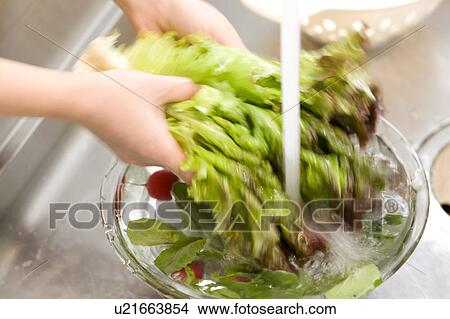 Picture - Woman washing lettuce. Fotosearch