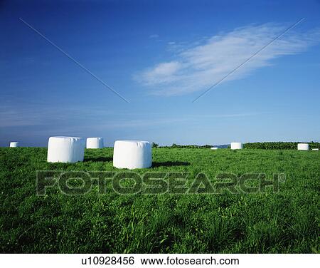 Wrapped hay bales, Haboro-machi, Hokkaido, Japan View Large Photo Image Stock Photograph - Wrapped hay bales, Haboro-machi, Hokkaido, Japan. Fotosearch