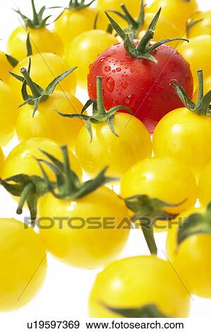 Yellow and cherry tomatoes View Large Photo Image Stock Photo - Yellow and cherry tomatoes. Fotosearch