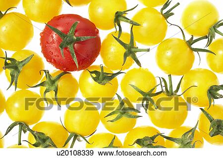 Yellow and cherry tomatoes View Large Photo Image Stock Photo - Yellow and cherry tomatoes. Fotosearch