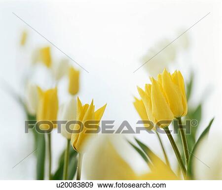 Yellow and white tulips View Large Photo Image Stock Photo - Yellow and white tulips. Fotosearch