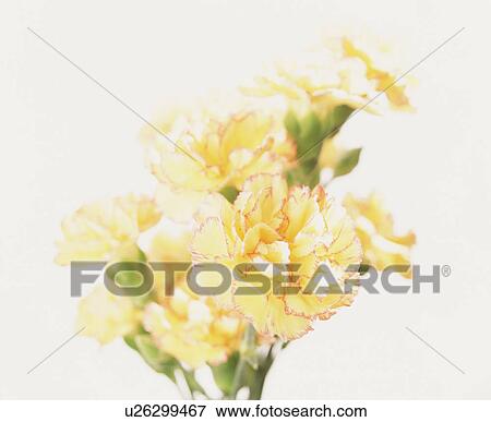 Stock Photo - Yellow carnations with red edges. Fotosearch