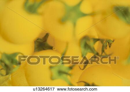 Yellow cherry tomatoes in water View Large Photo Image Stock Photo - Yellow cherry tomatoes in water. Fotosearch