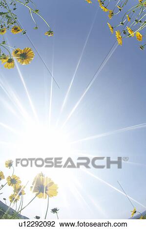 Stock Image - Yellow cosmos flowers and sunbeam. Fotosearch