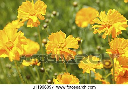 Yellow cosmos flowers View Large Photo Image Stock Photo - Yellow cosmos flowers. Fotosearch
