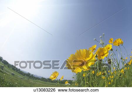 Stock Photograph - Yellow cosmos flowers. Fotosearch