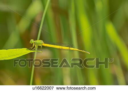 Stock Photo - Yellow Damselfly dragonfly (Ceriagrion coromandelianum).. Fotosearch