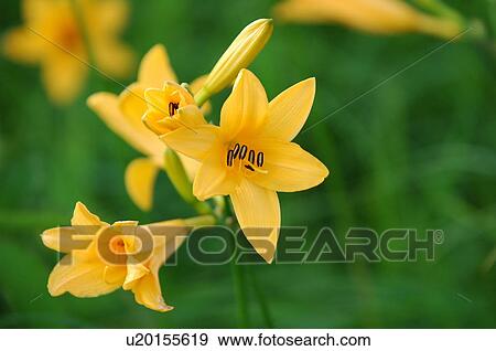 Yellow day lilies View Large Photo Image Stock Photo - Yellow day lilies. Fotosearch