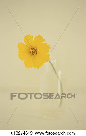 Stock Photo - Yellow flower in a glass. Fotosearch