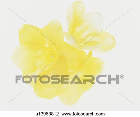 Yellow Flower View Large Photo Image Stock Image - Yellow Flower. Fotosearch