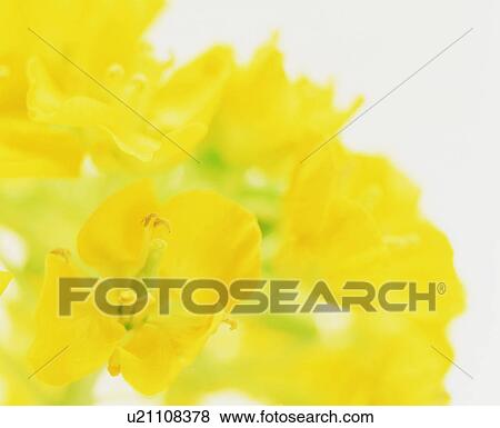Yellow Flower View Large Photo Image Stock Photo - Yellow Flower. Fotosearch