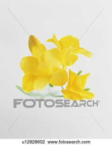 Stock Image - Yellow flowers. Fotosearch