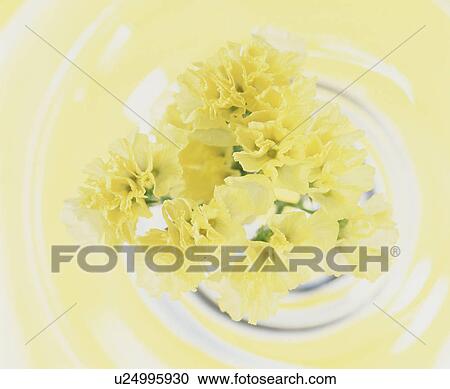 Yellow flowers View Large Photo Image Stock Image - Yellow flowers. Fotosearch