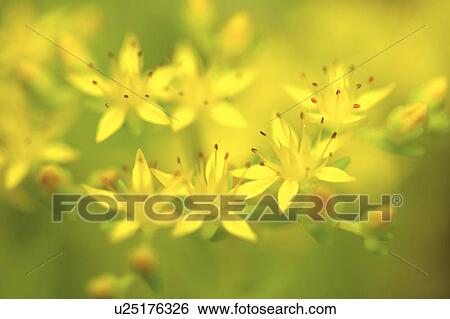 Stock Photograph - Yellow flowers. Fotosearch