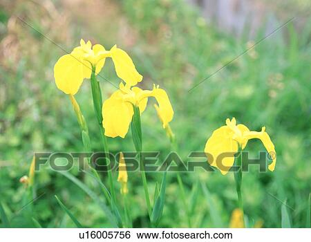 Stock Photograph - Yellow irises, Yaita, Tochigi Prefecture, Japan. Fotosearch