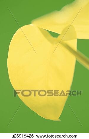 Stock Photograph - Yellow leaves against green background. Fotosearch