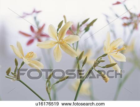 Yellow lilies View Large Photo Image Stock Photo - Yellow lilies. Fotosearch