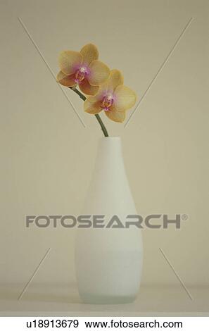 Yellow orchids in a vase View Large Photo Image Stock Photo - Yellow orchids in a vase. Fotosearch