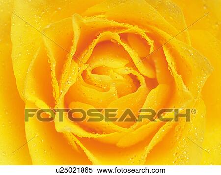 Yellow rose View Large Photo Image Stock Photography - Yellow rose. Fotosearch