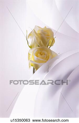 Yellow roses and paper View Large Photo Image Stock Image - Yellow roses and paper. Fotosearch