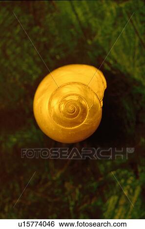Stock Photograph - Yellow spiral shell on green and brown textured background. Fotosearch