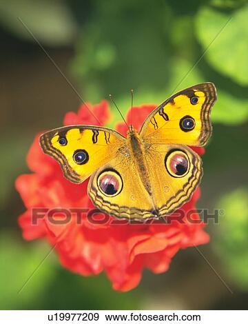 Stock Photo - Yellow spotted butterfly perched on a red flower.. Fotosearch