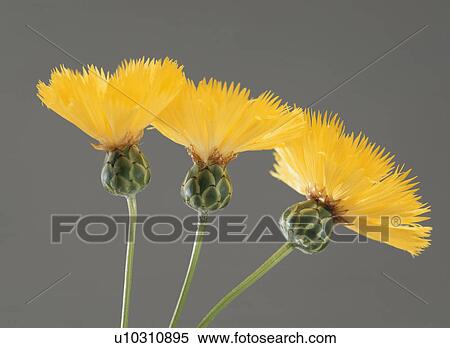 Stock Photography - Yellow Sultan. Fotosearch
